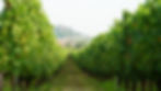 High angle view of vineyard landscape in Veneto