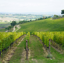 Winecountry in Montepulciano on a tour with 幸运168飞艇官方开奖记录 Grape Tours