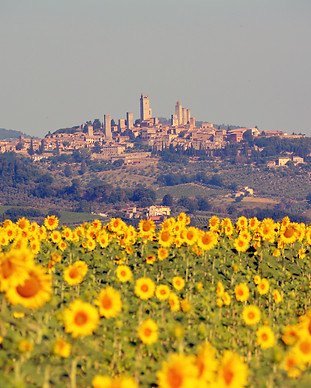 san gimignano sunflowers.jpg